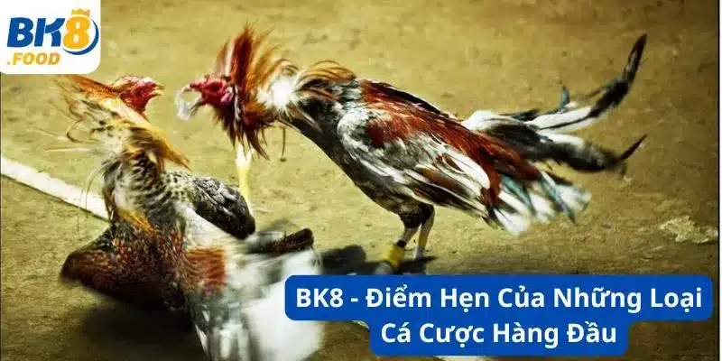 BK8 - Điểm Hẹn Của Những Loại Cá Cược Hàng Đầu