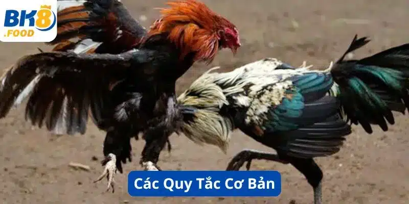 Các Quy Tắc Cơ Bản