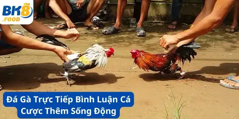 Đá Gà Trực Tiếp Bình Luận - Cá Cược Thêm Sống Động