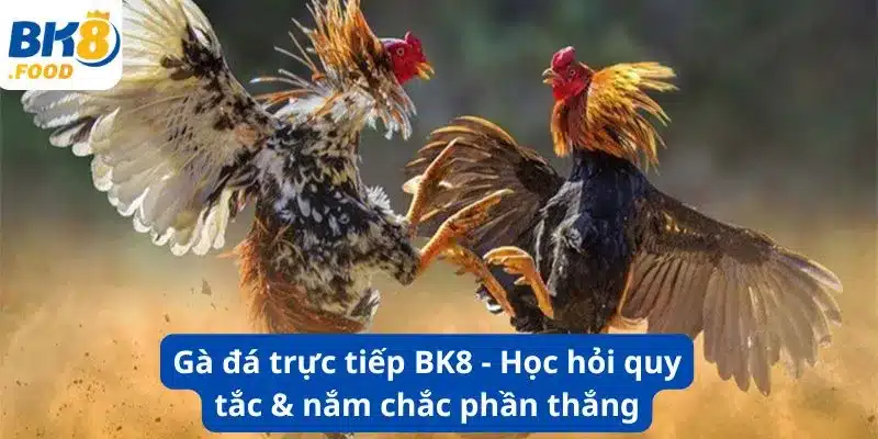 Gà đá trực tiếp BK8 - Học hỏi quy tắc & nắm chắc phần thắng