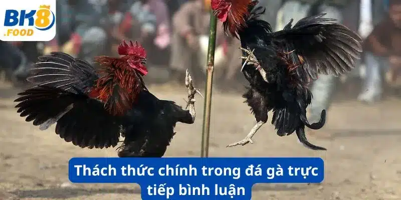 Thách thức chính trong đá gà trực tiếp bình luận