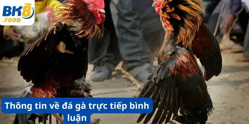 Thông tin về đá gà trực tiếp bình luận