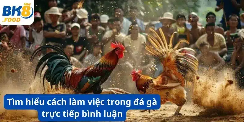 Tìm hiểu cách làm việc trong đá gà trực tiếp bình luận