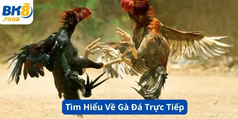 Tìm Hiểu Về Gà Đá Trực Tiếp