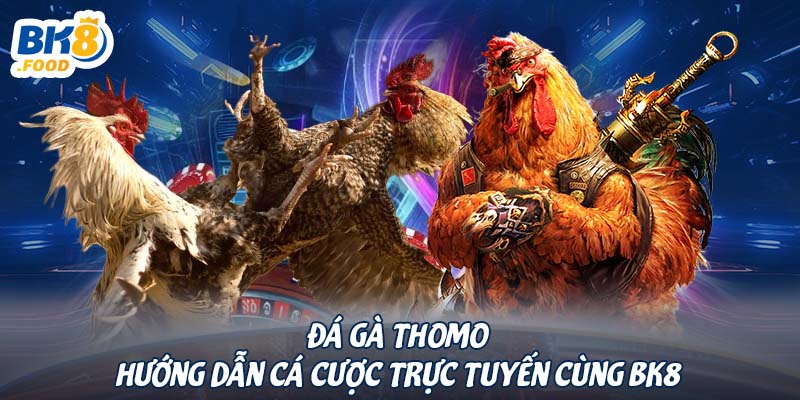 Đá Gà Thomo – Hướng Dẫn Cá Cược Trực Tuyến Cùng BK8