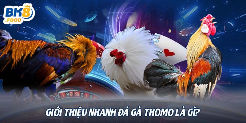 Giới thiệu nhanh đá gà Thomo là gì?