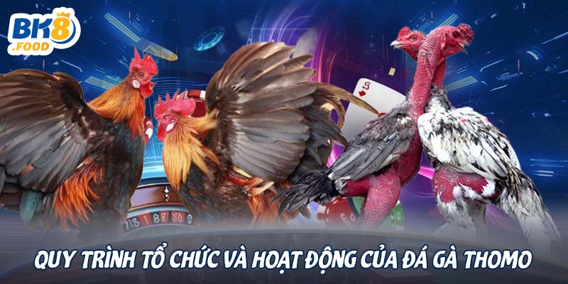 Quy trình tổ chức và hoạt động của đá gà Thomo