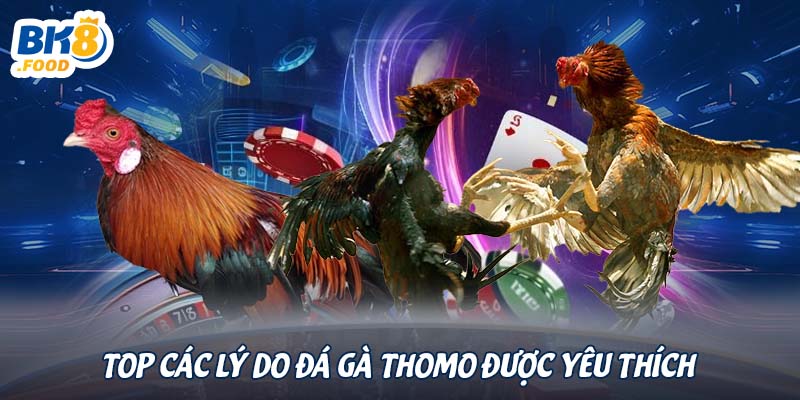 Top các lý do đá gà Thomo được yêu thích